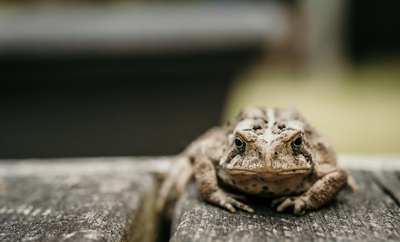 Toad sitting on a deck.